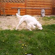 Engelsk setter Cheik