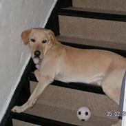 Blanding af racer Pluto