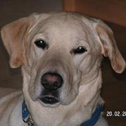 Blanding af racer Pluto