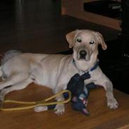 Blanding af racer Pluto