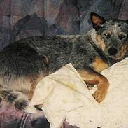 Australsk cattledog Dinky