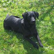 Labrador retriever Pepper