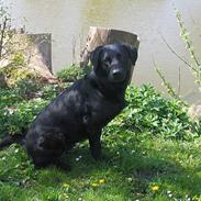 Labrador retriever Pepper