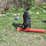 Labrador retriever Pepper