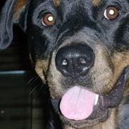 Rottweiler sherry