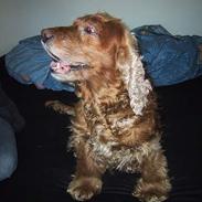 Cocker spaniel Mikkel - R.I.P