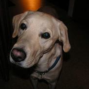 Blanding af racer Pluto