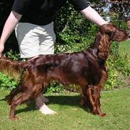 Irsk setter Apollo - vores engel