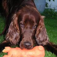 Irsk setter Apollo - vores engel
