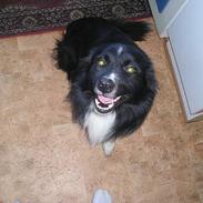 Border collie Oliver