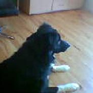 Border collie Oliver