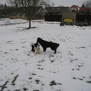 Border collie Oliver