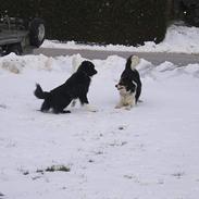Border collie Oliver