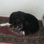 Border collie Oliver