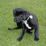 Blanding af racer  Bølle