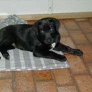 Blanding af racer  Bølle