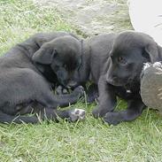 Blanding af racer  Bølle