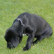 Blanding af racer  Bølle