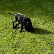 Blanding af racer  Bølle