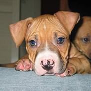 Amerikansk staffordshire terrier Victor