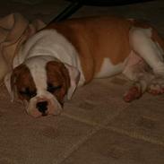 Amerikansk bulldog Whitebulls/bulls. shakira