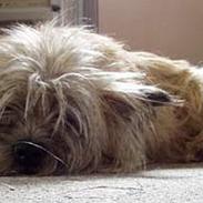 Cairn terrier Kathleene Lou Too