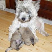 Cairn terrier Kathleene Lou Too