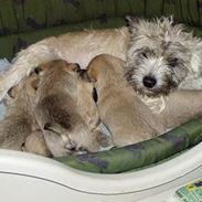 Cairn terrier Kathleene Lou Too