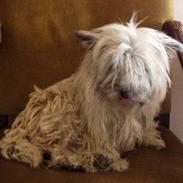 Cairn terrier Kathleene Lou Too