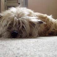 Cairn terrier Kathleene Lou Too