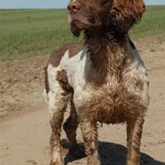 Engelsk springer spaniel Ciago