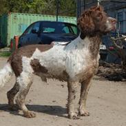 Engelsk springer spaniel Ciago