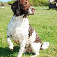 Engelsk springer spaniel Ciago