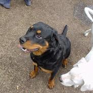 Rottweiler Bella