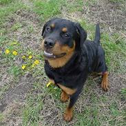 Rottweiler Bella