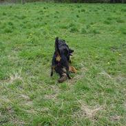 Rottweiler Bella