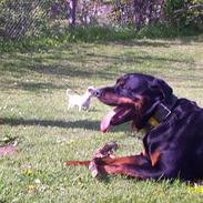 Rottweiler Pin Ball Black Devil RIP