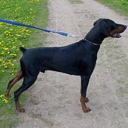 Dobermann Ticko
