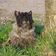 Cairn terrier bacchus R.I.P :*(