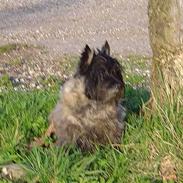 Cairn terrier bacchus R.I.P :*(