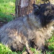 Cairn terrier bacchus R.I.P :*(