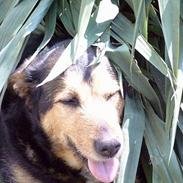 Blanding af racer Trine