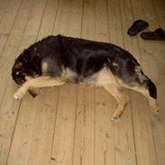 Blanding af racer Trine