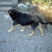 Blanding af racer Trine