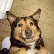 Blanding af racer Trine