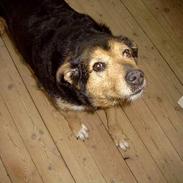 Blanding af racer Trine