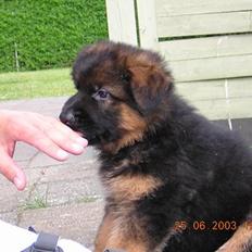 Schæferhund Chijas Vivaldi