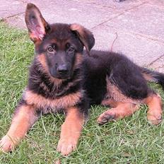 Schæferhund Chijas Vivaldi