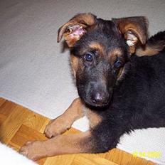 Schæferhund Skjolds Ally (Fifi)