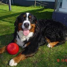 Berner sennenhund viktor